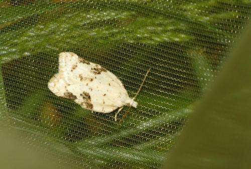 Réf. 284 458 : Acleris kochiella